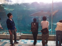 120528aquarium_9