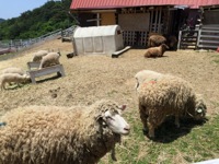 150520六甲山牧場4